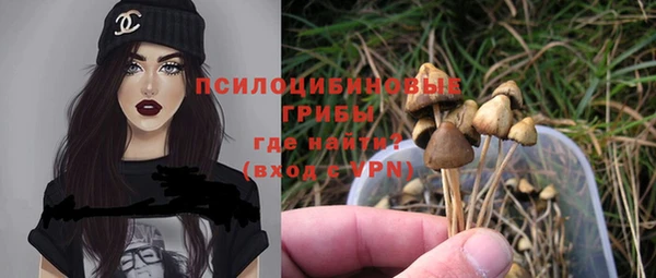 прущие грибы Белокуриха